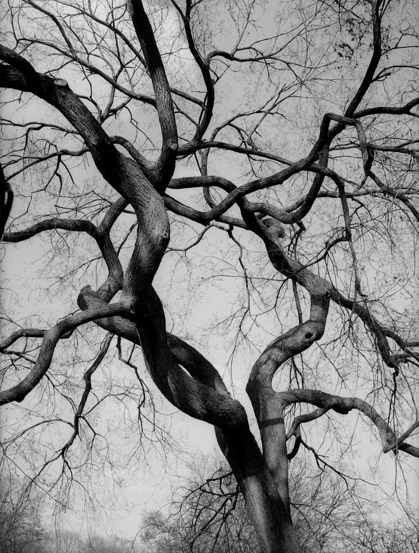 Figure (Tree) NYC, 2012