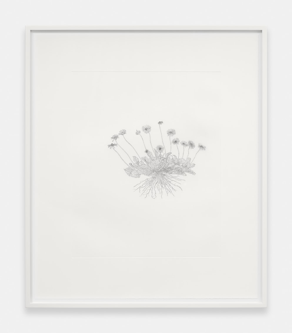Common Daisy, 2024