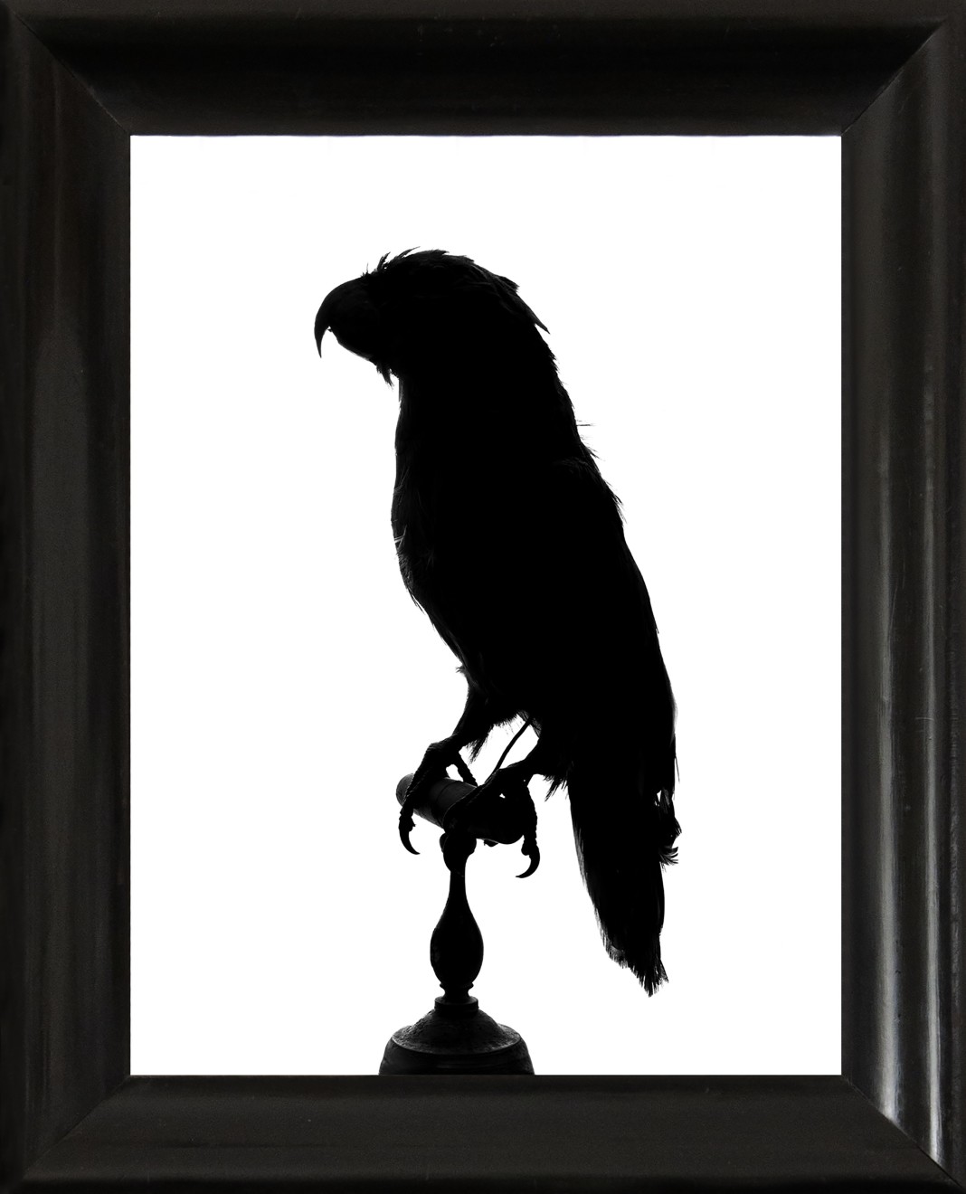Parrot