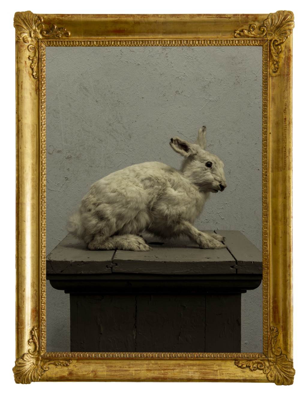 Hare 1