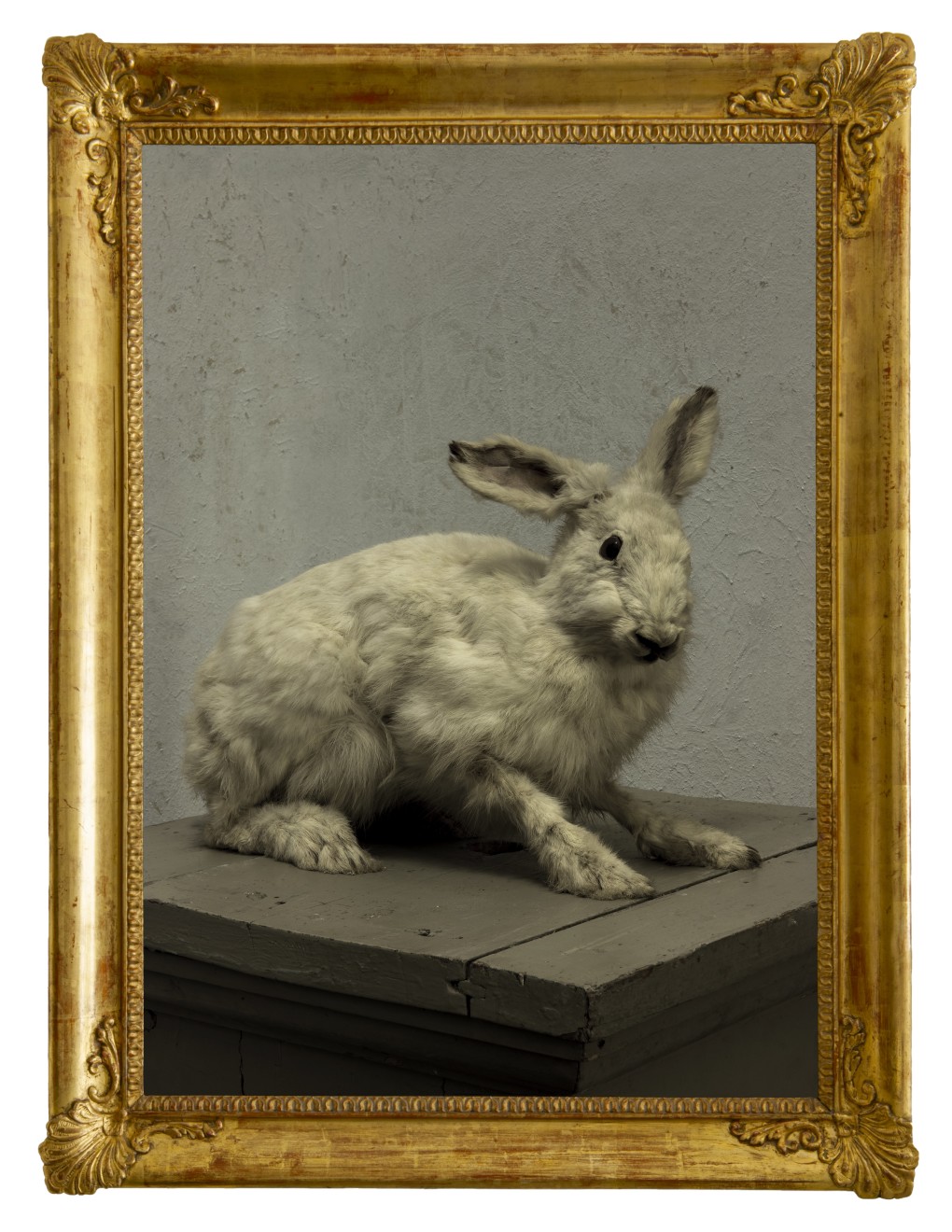 Hare