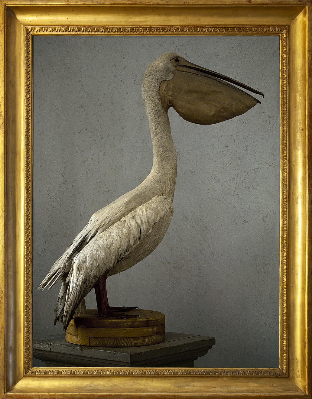 Pelican