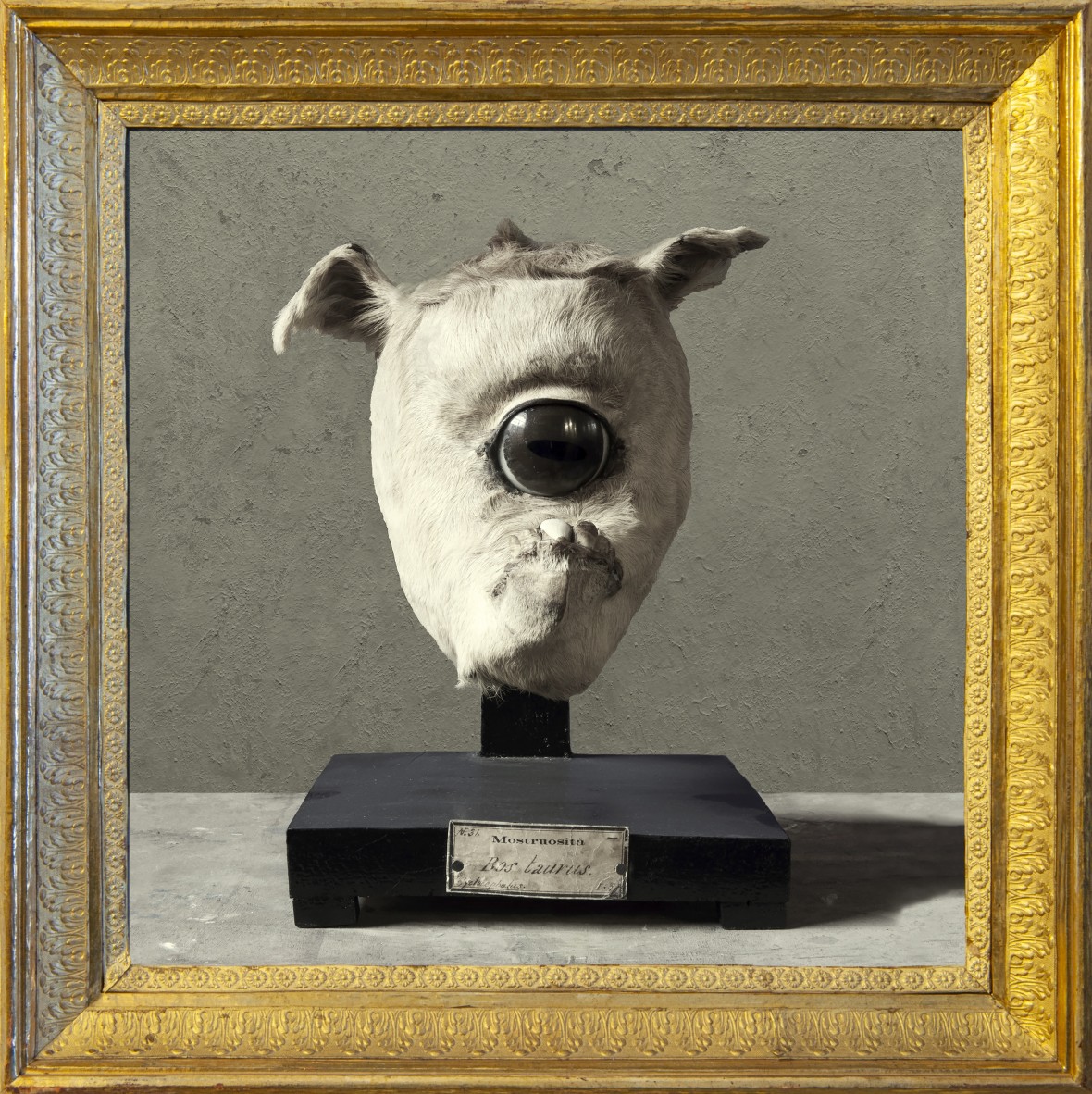 Bos taurus (Monstrosity)