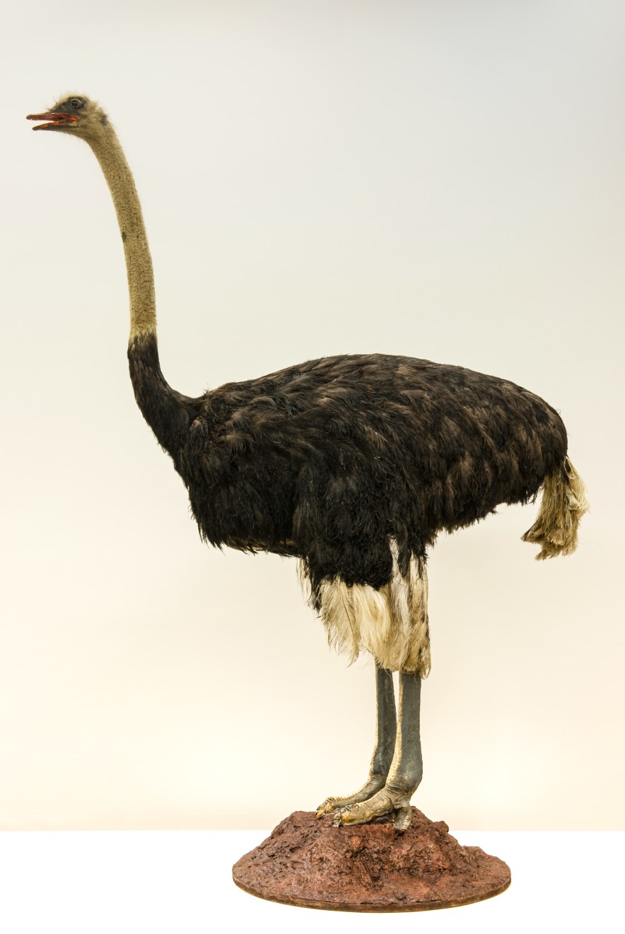 Ostrich 1