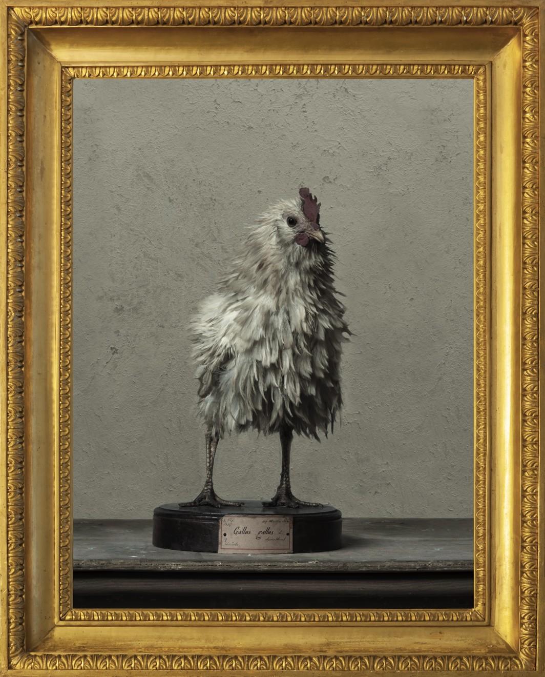 Gallus gallus