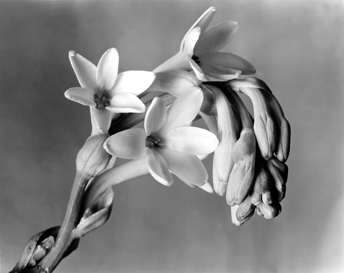 Image result for imogen cunningham