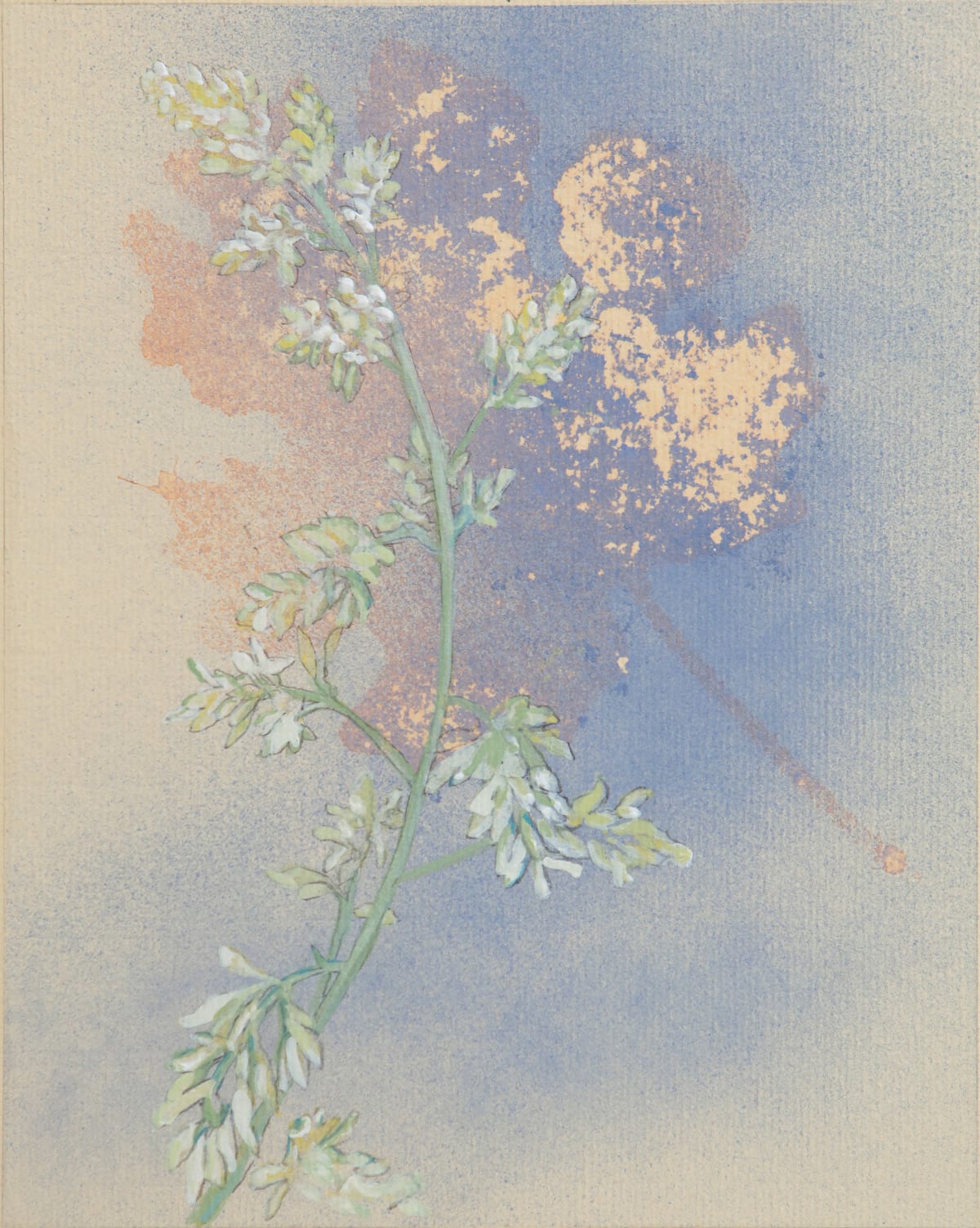 Macleaya Study Small II, 2024