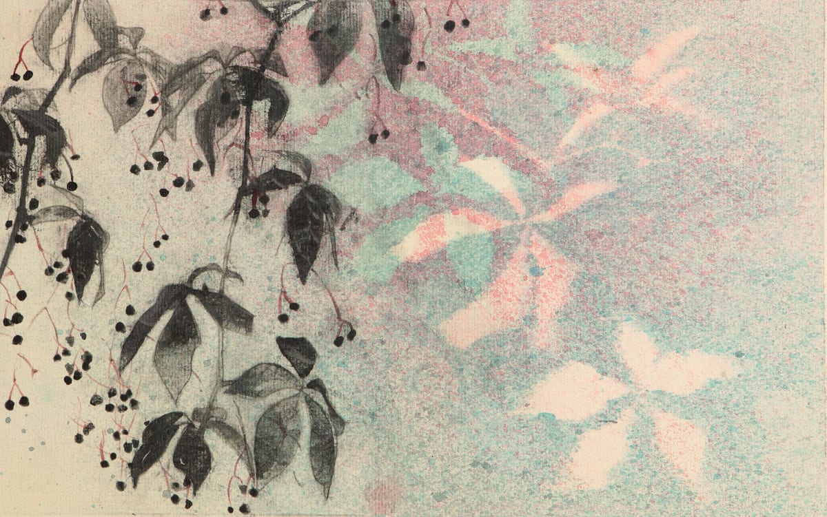 Virginia Creeper Drawing Study, 2023