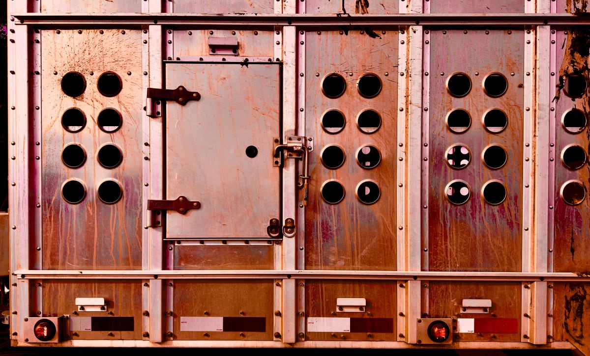 Orange Dog Door, 2023