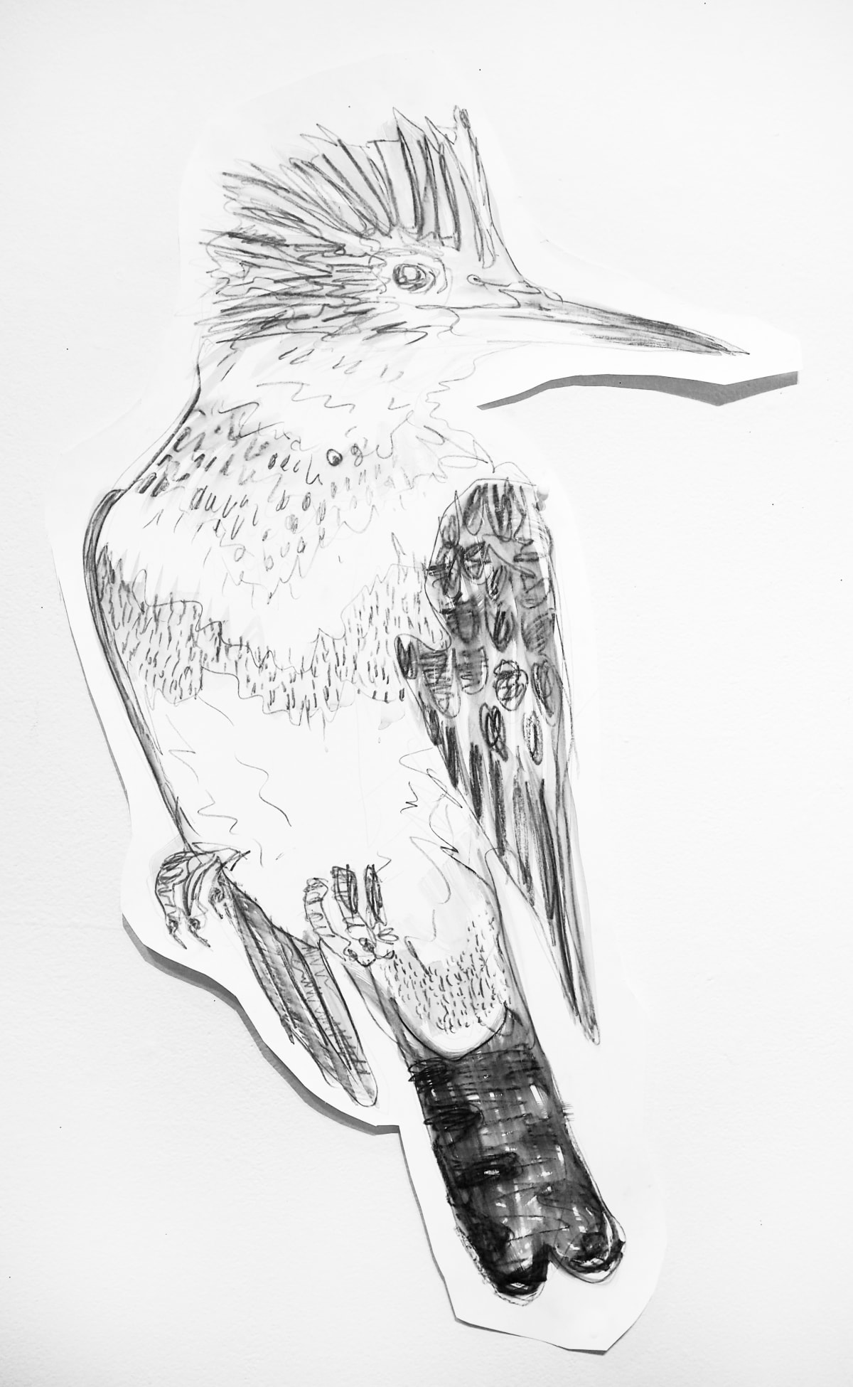 Green Kingfisher (Negaceryle Torquata), 2019