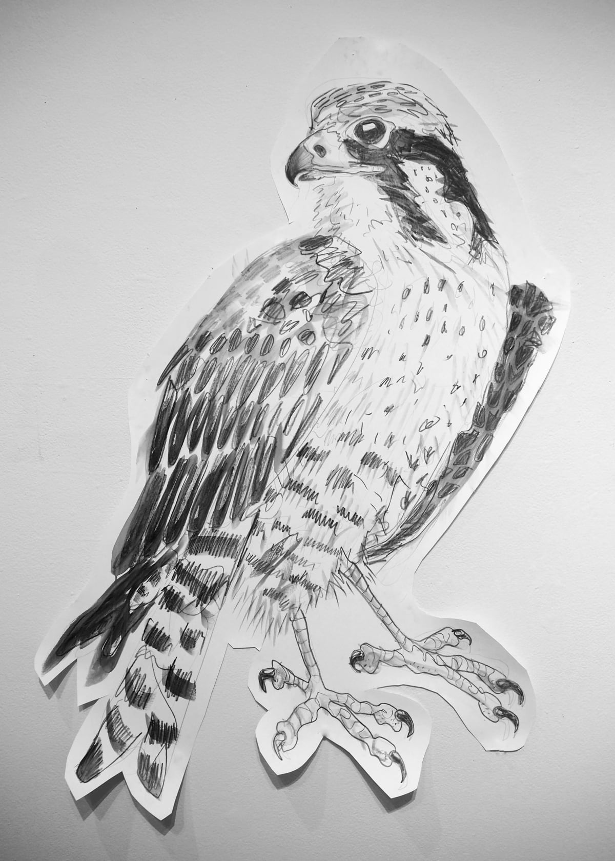 Peregrine Falcon (Falco Ceregrinus), 2019