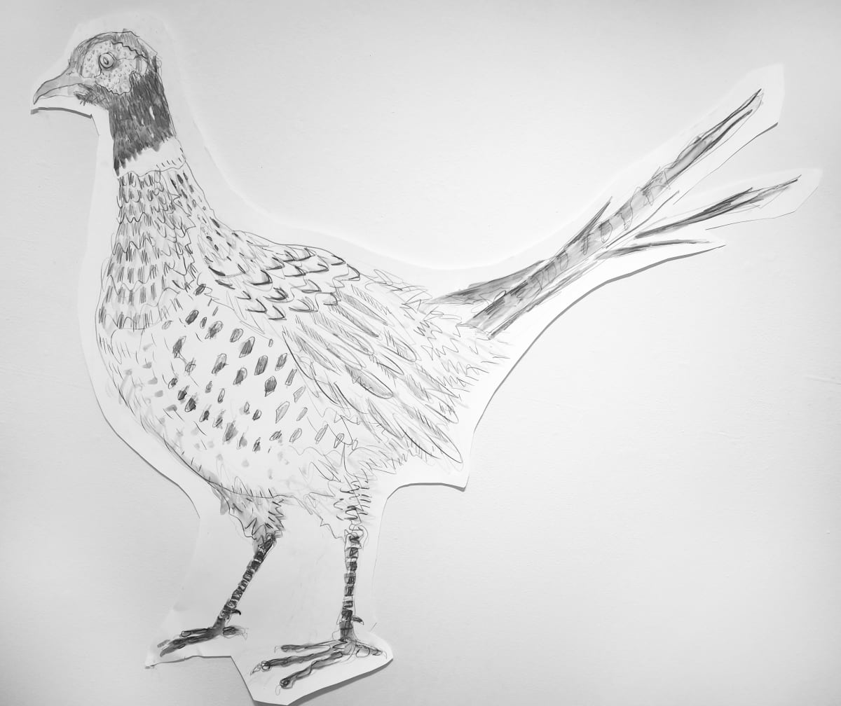 Ring-necked Pheasant (phasiuascolchicus), 2019