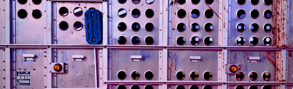 Purple Blue Paddle, 2023