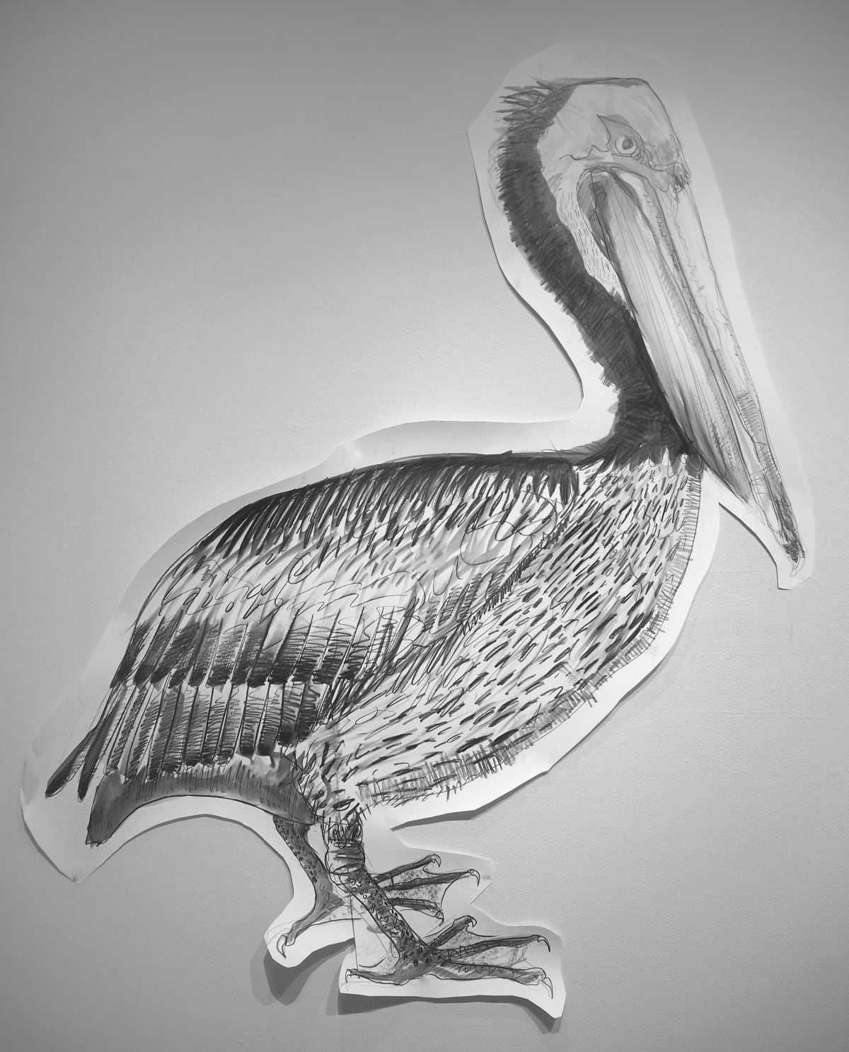 Brown Pelican (pelecanus occidentalis), 2019