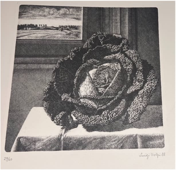 Still Life Cabbage