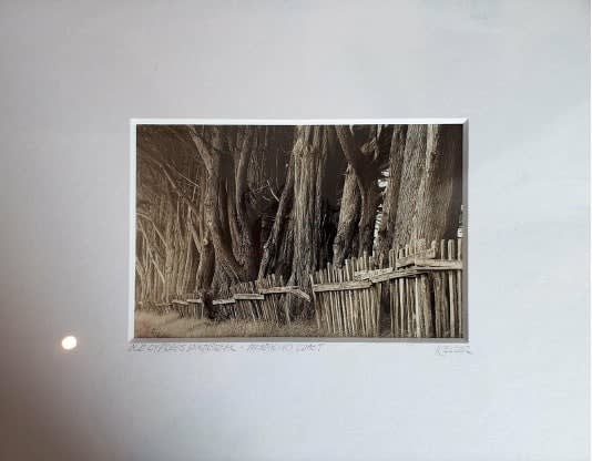Old Cypress Windbreak, Mendocino Coast