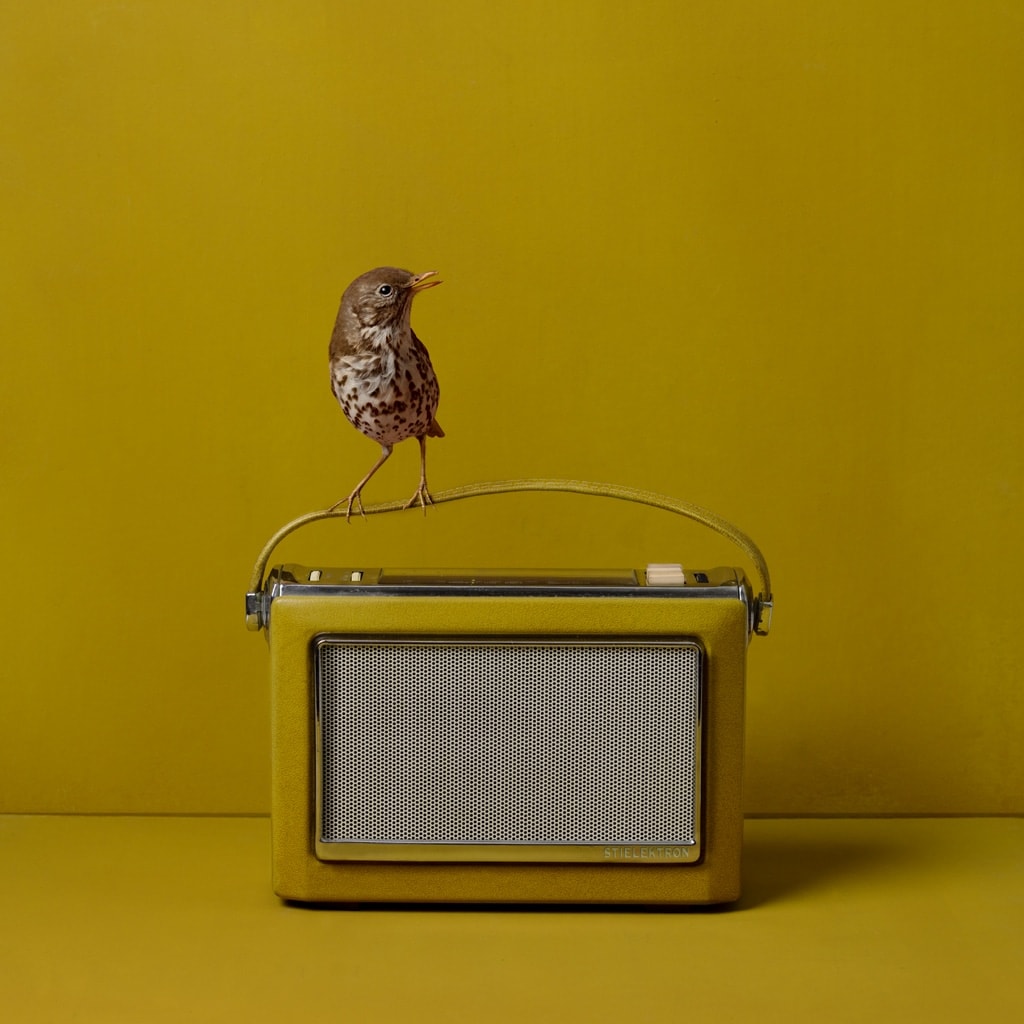Radio, 2024