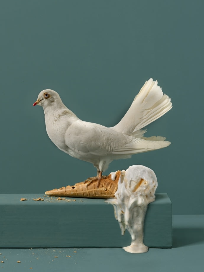 Vanille Dove, 2024