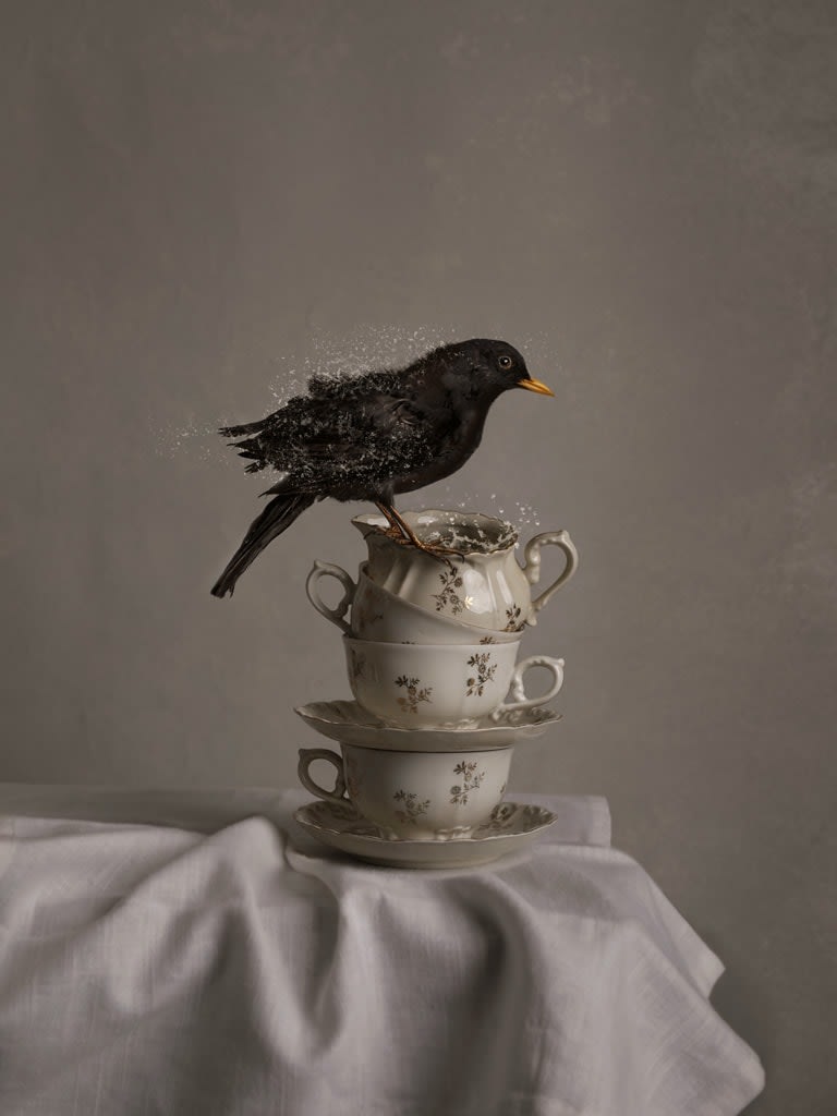 Black Bird, 2024