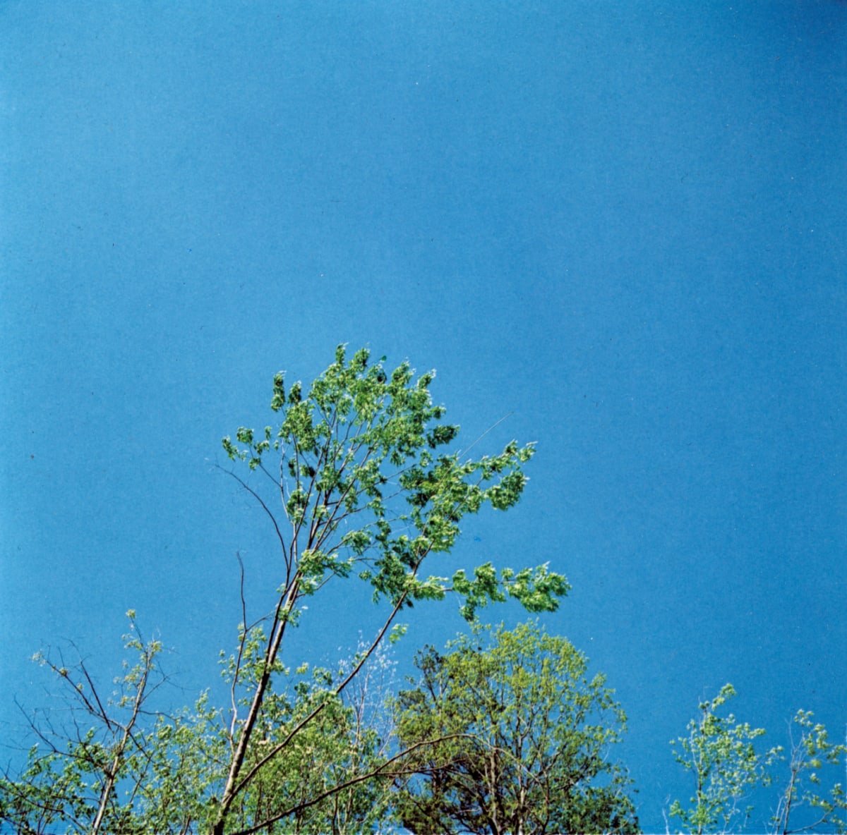 Harry Callahan - Color Works | Bruce Silverstein