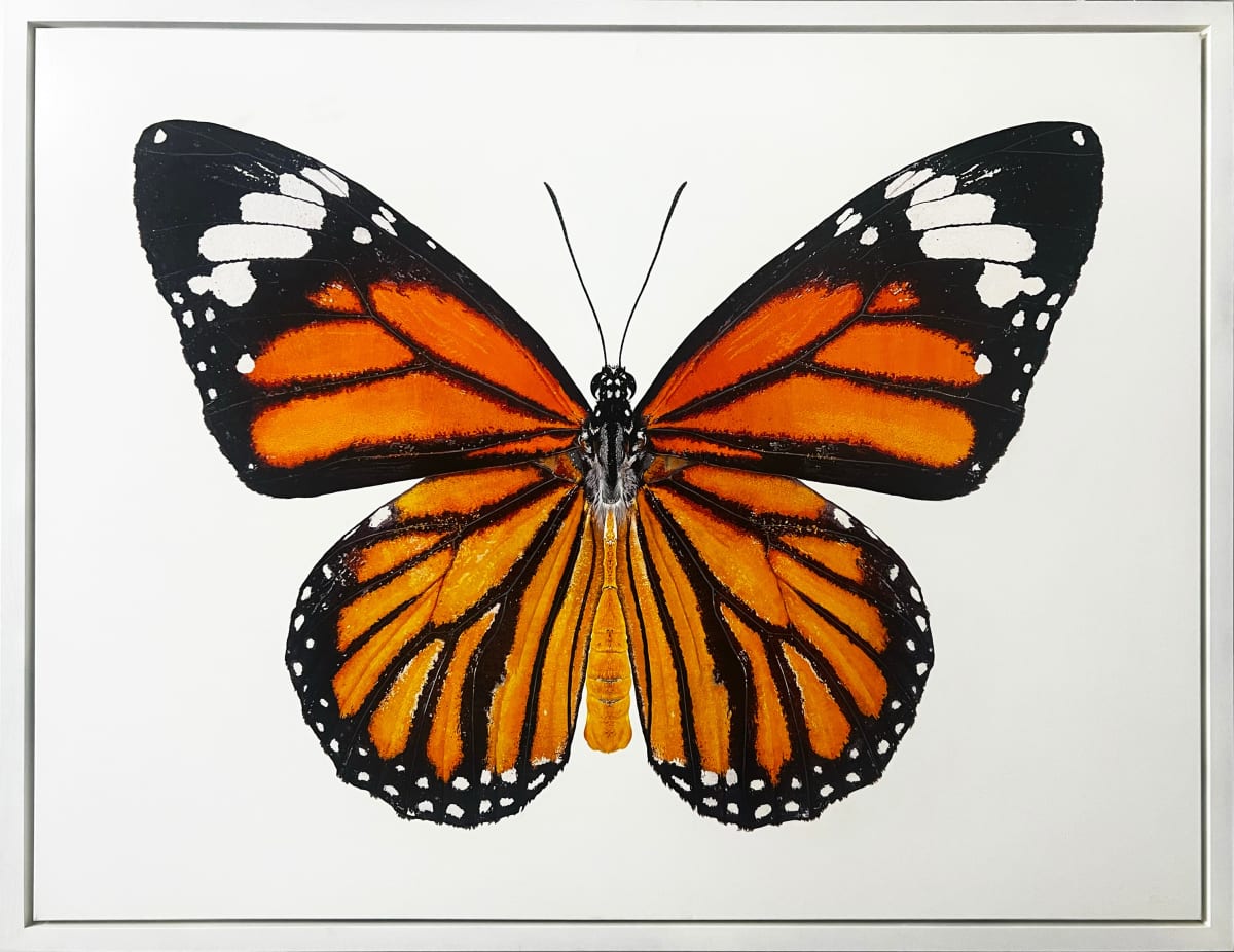 Monarch, 2022