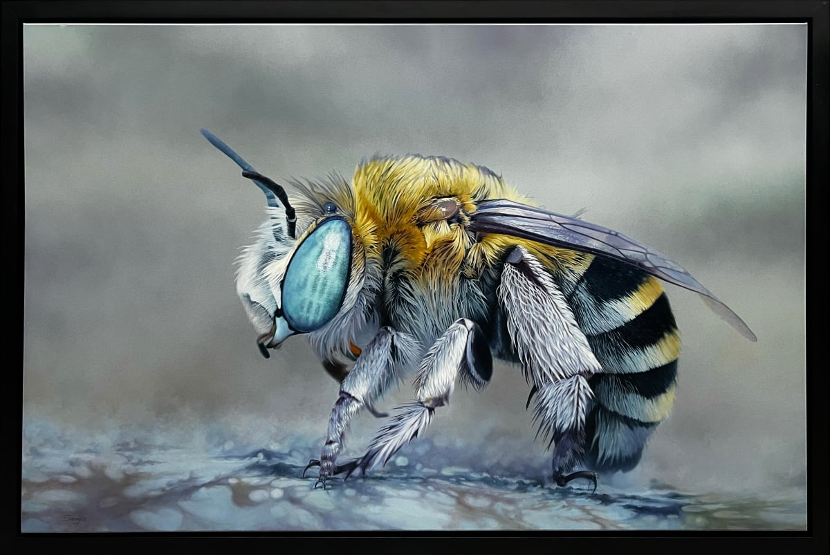 Amergilla Cingulata, 2023