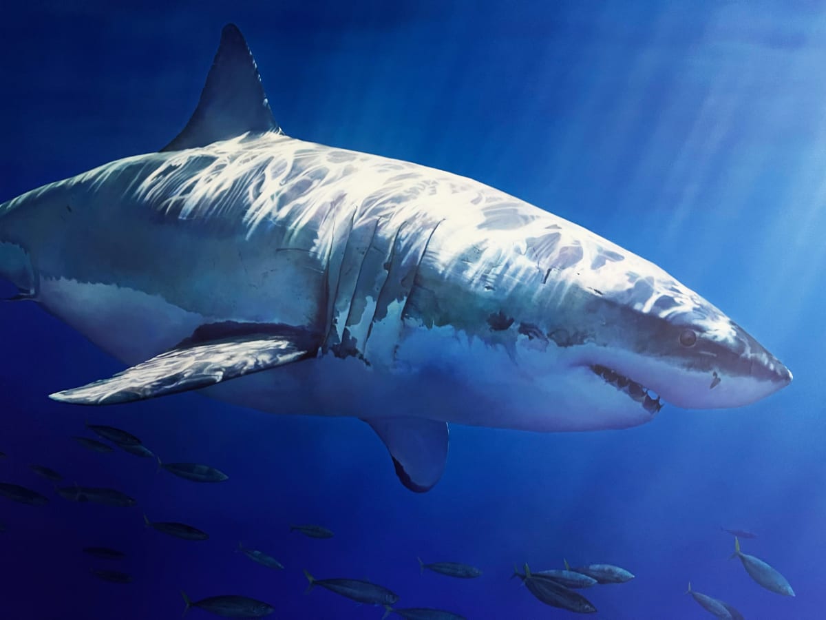 White Shark, 2023