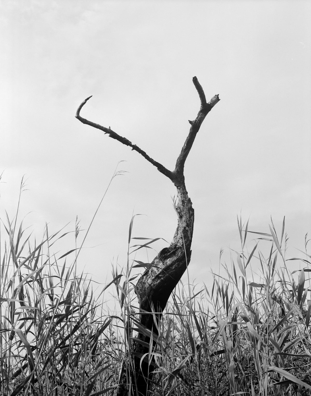 PROJECTION 001: DANIEL RAMPULLA 