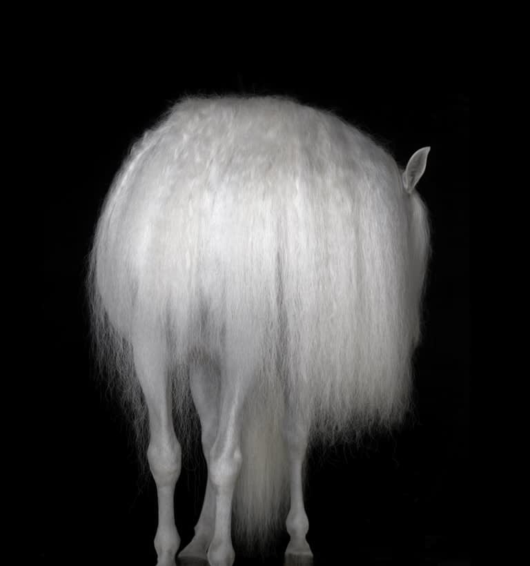 Tim Flach - Equus | Echo Fine Arts