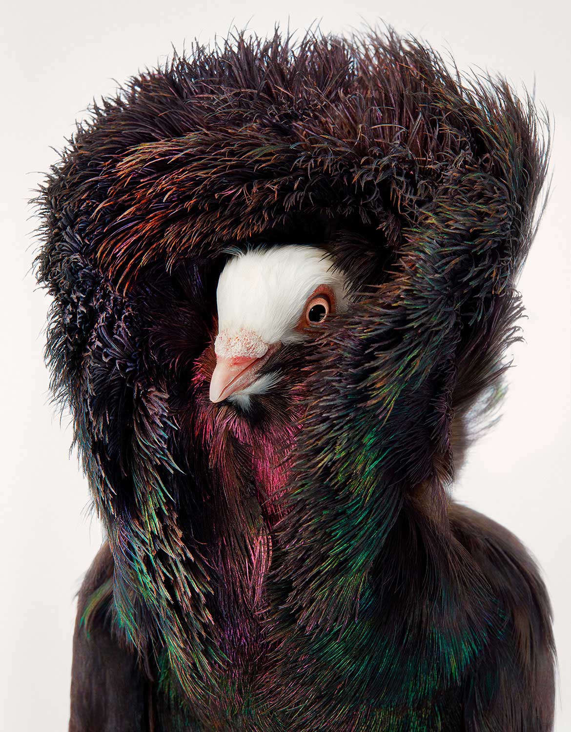 Jacobin pigeon cheap