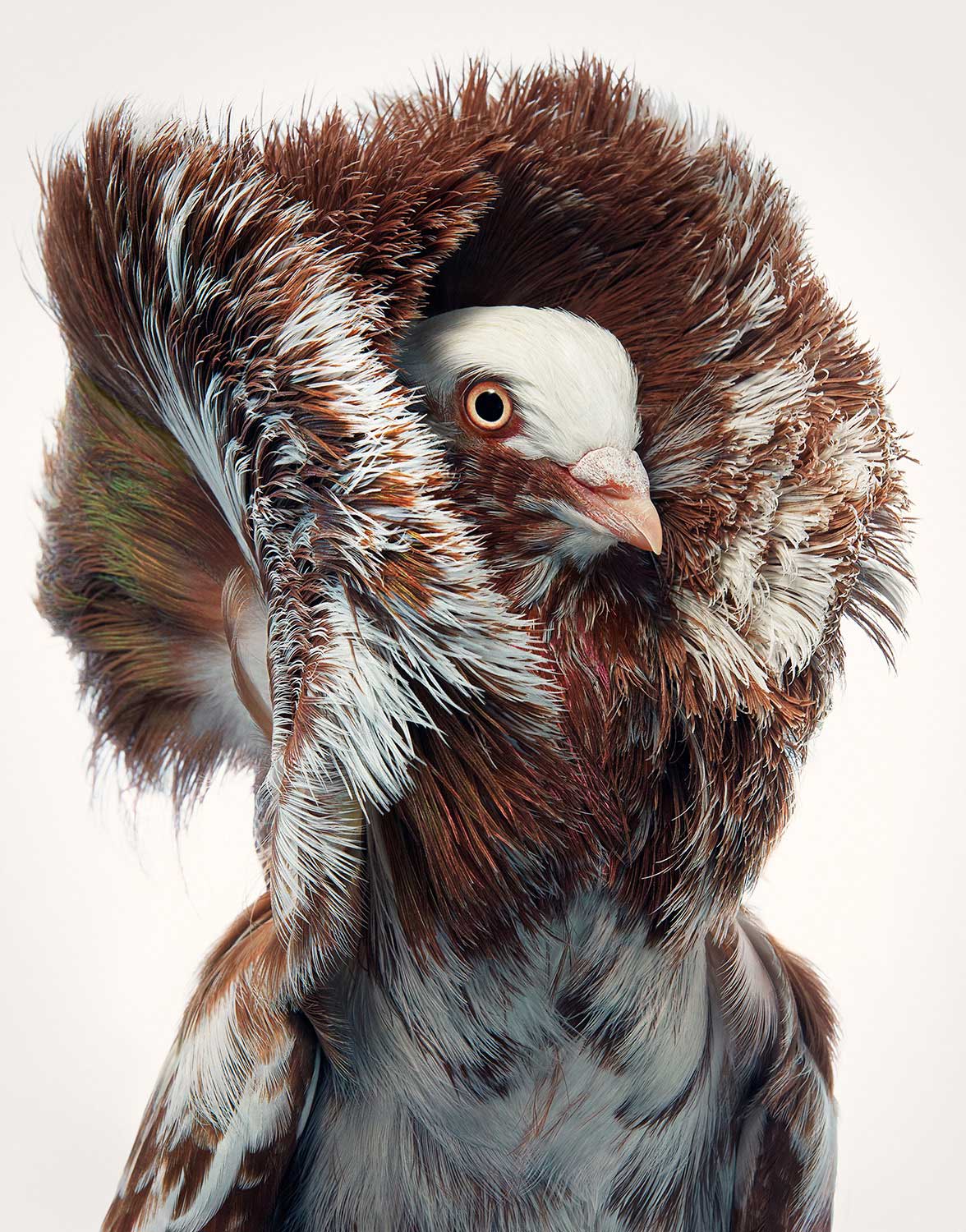 Jacobin pigeon new arrivals