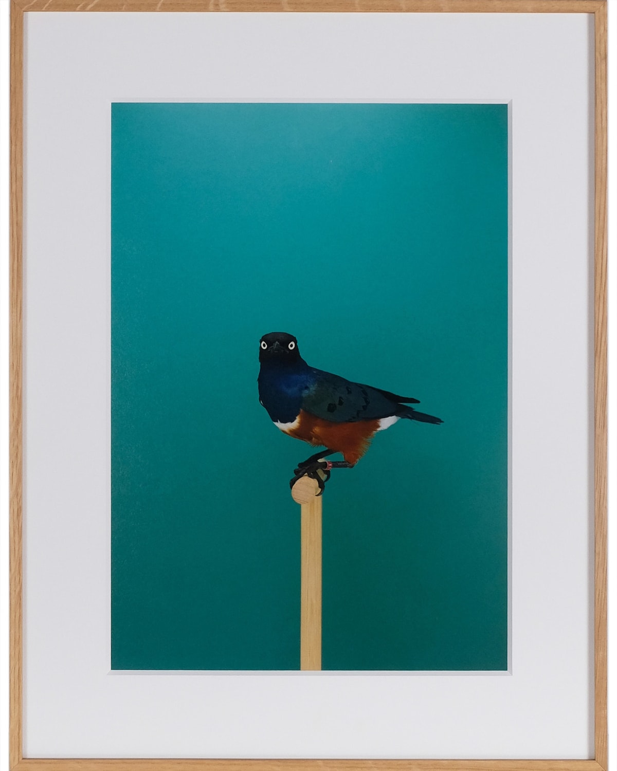 Event: LUKE STEPHENSON: AN INCOMPLETE DICTIONARY OF SHOW BIRDS: An