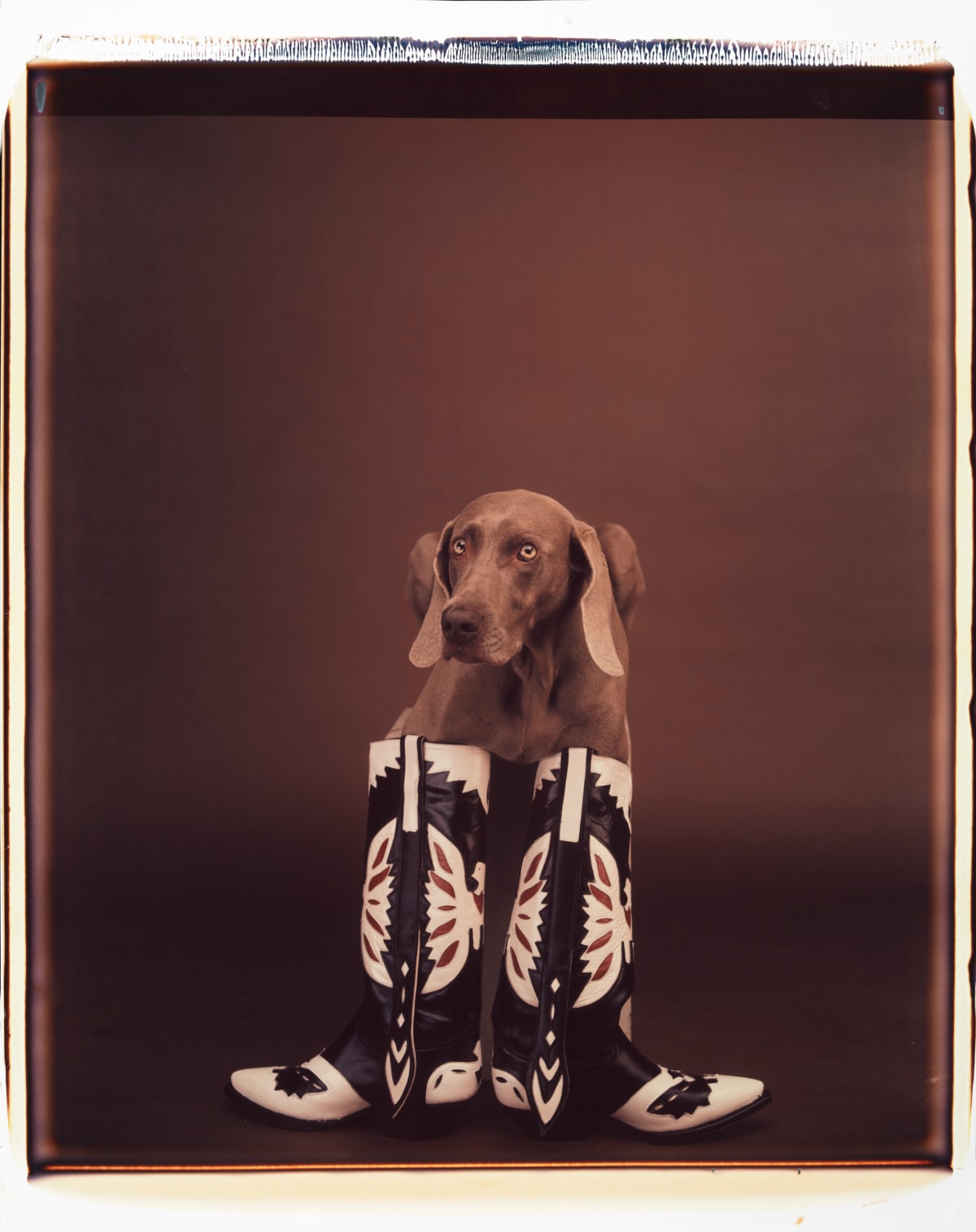 William Wegman | Galeria Alta