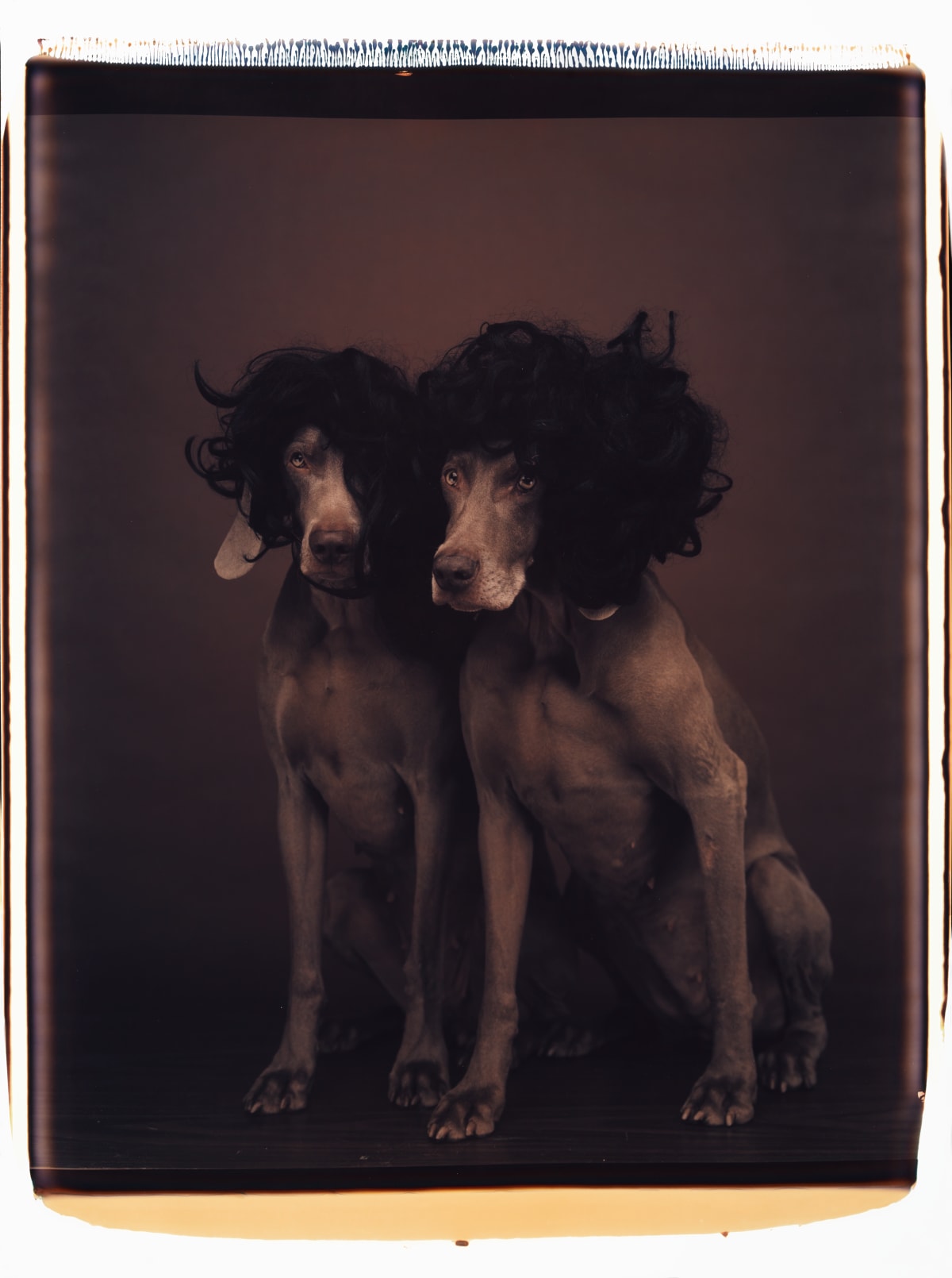 Works - William Wegman | Galeria Alta