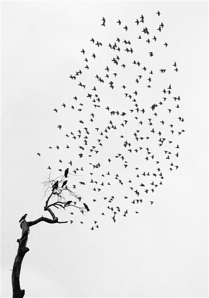 Pentti Sammallahti - Here Far away | Galerie Wouter van Leeuwen