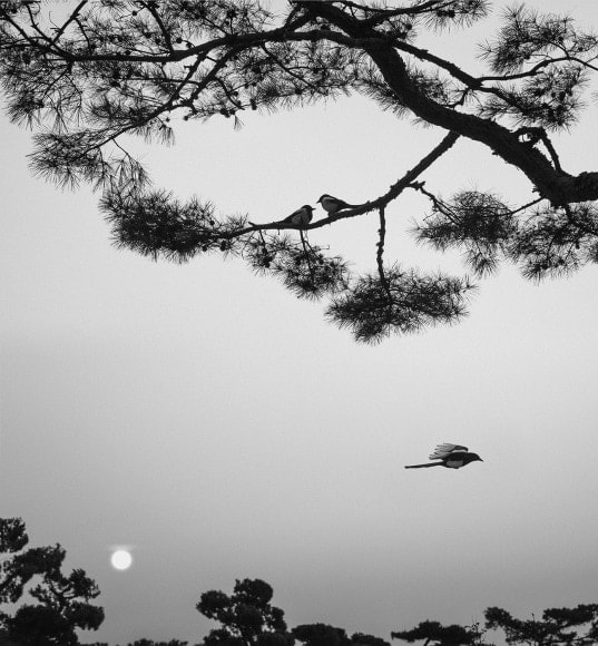 Pentti Sammallahti - Works | Galerie Wouter van Leeuwen