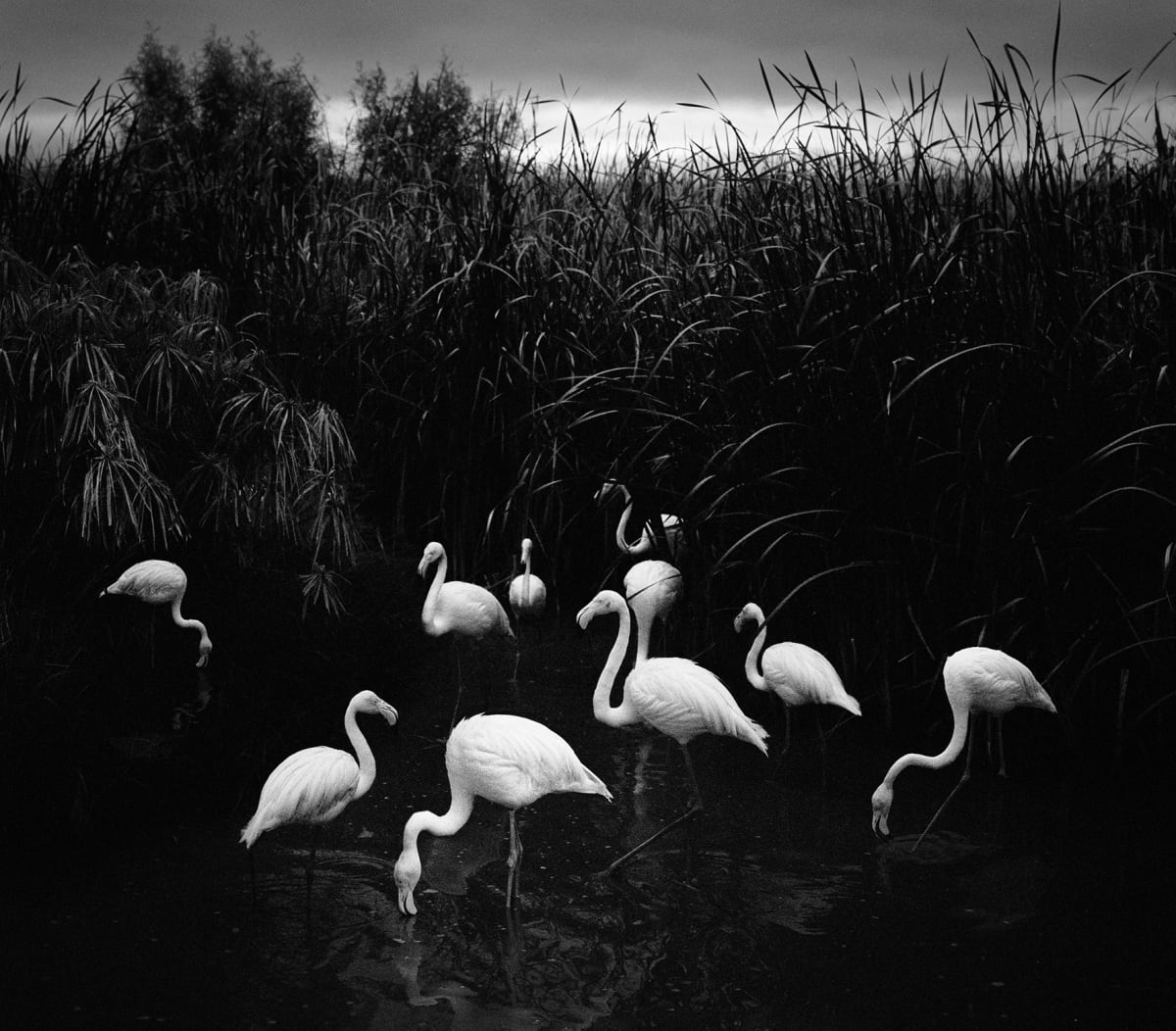 Pentti Sammallahti - Works | Galerie Wouter van Leeuwen