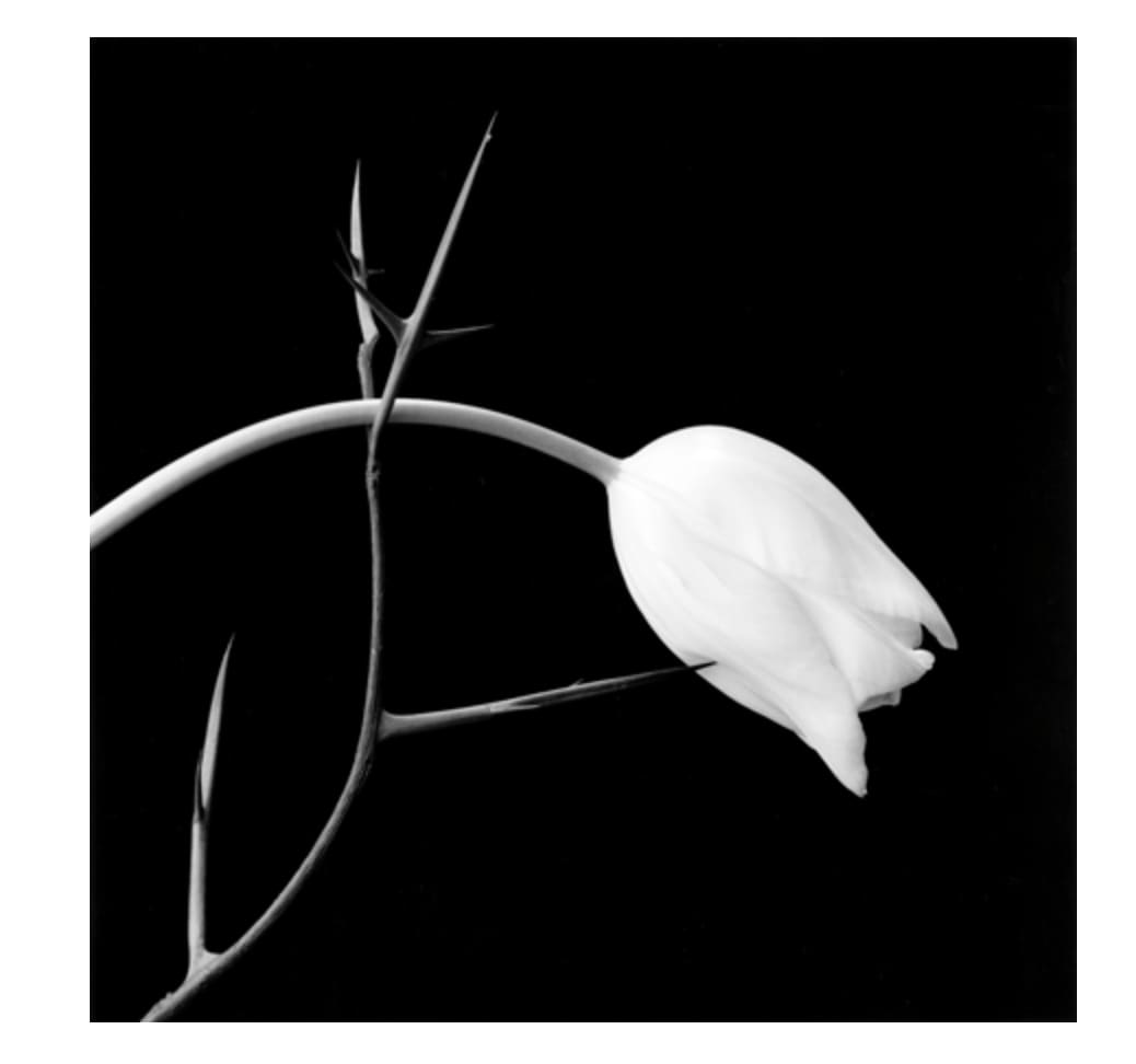 アート・デザイン・音楽 FLORA Mapplethorpe Mapplethorpe Flora - Philadelphia Museum Of Art Store