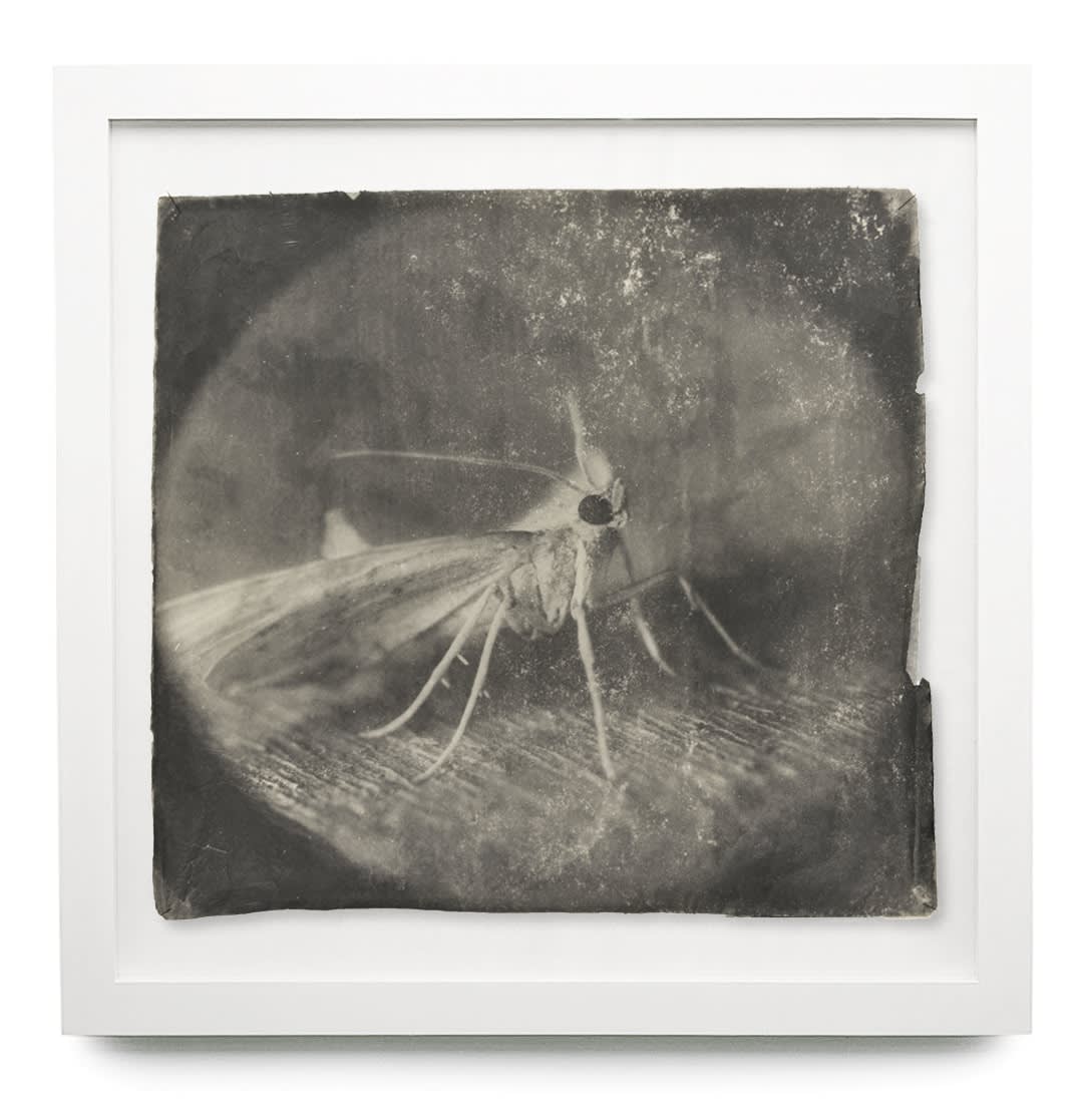 Doug and Mike Starn - Works | Hackelbury Fine Art