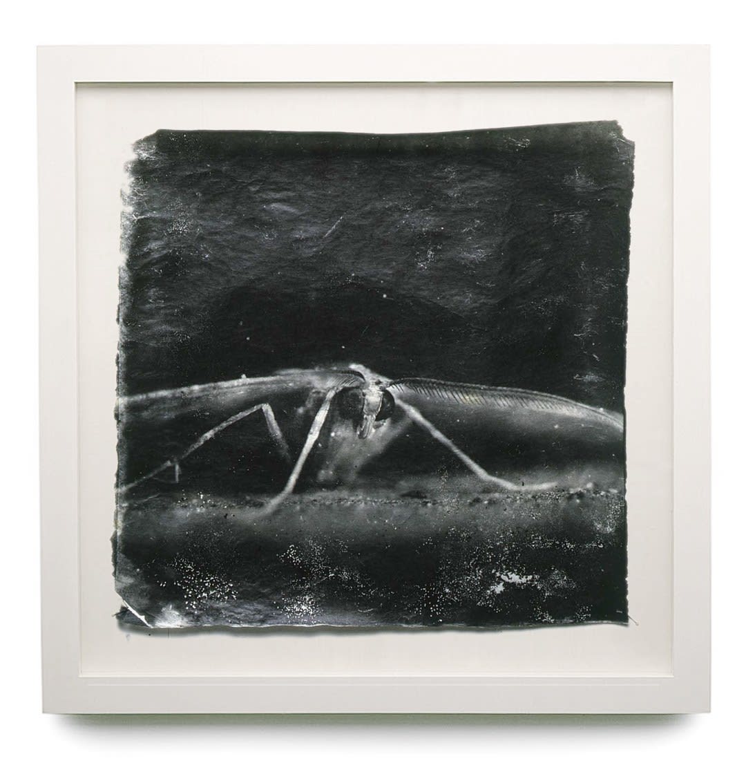 Doug and Mike Starn - Works | Hackelbury Fine Art