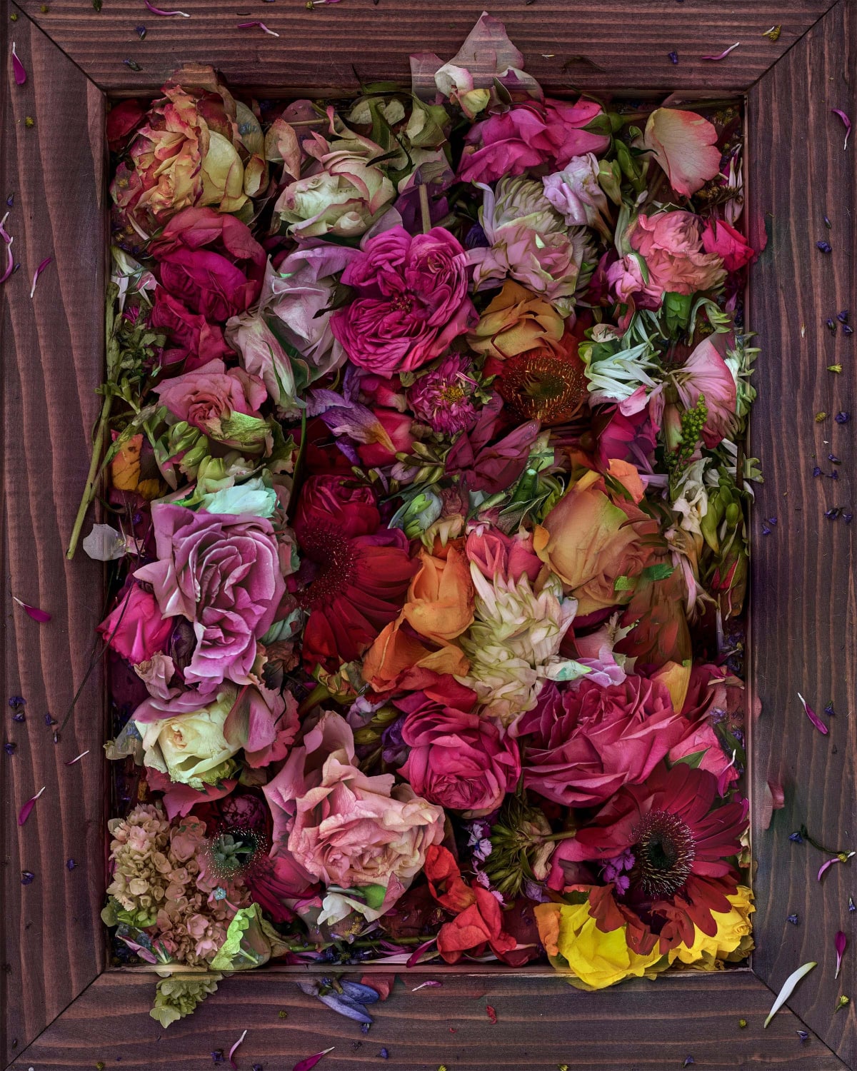 Works - Abelardo Morell: Flowers for Lisa | Edwynn Houk Gallery