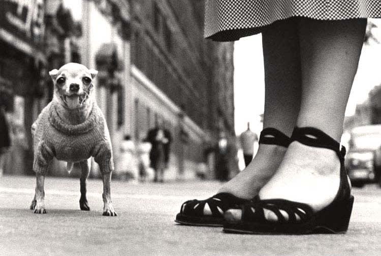 Elliott Erwitt | Edwynn Houk Gallery