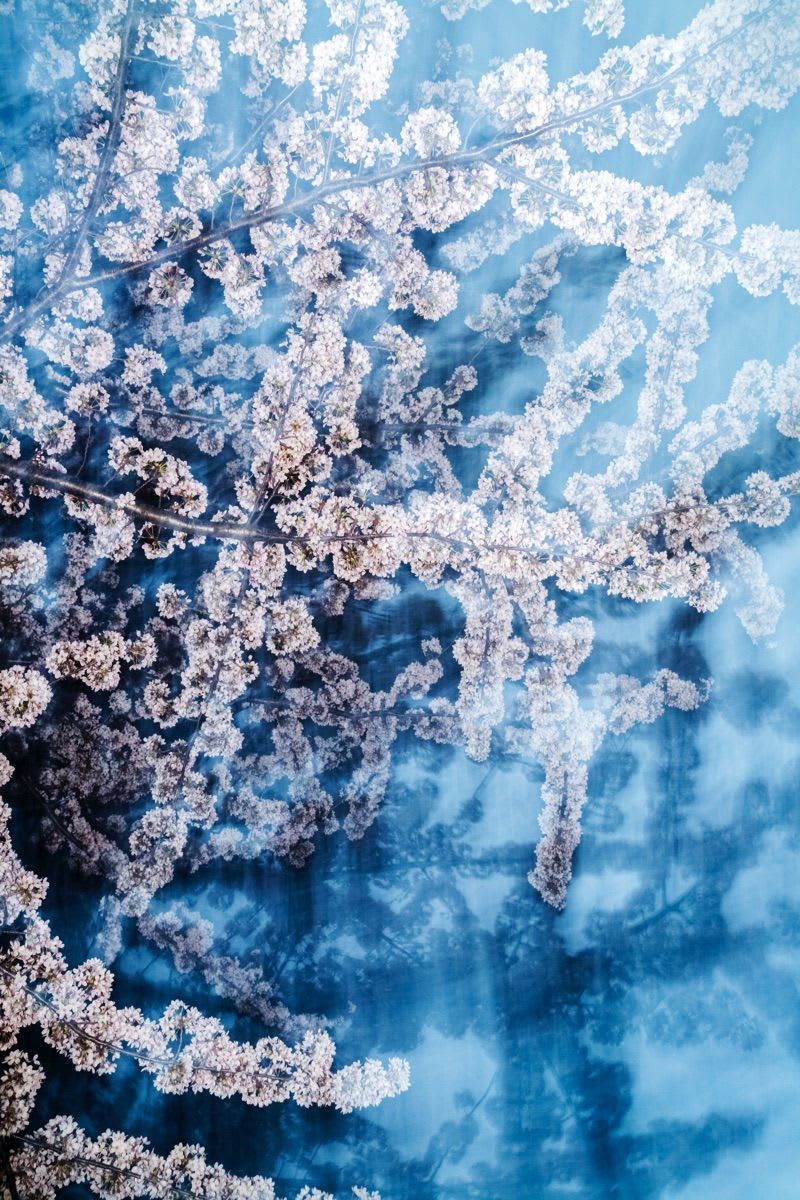 ラベンダー・ティーツリー yoshi 本日23:59まで Cherry Blossom Tree sculpture at LEGOLAND Japan : r/lego