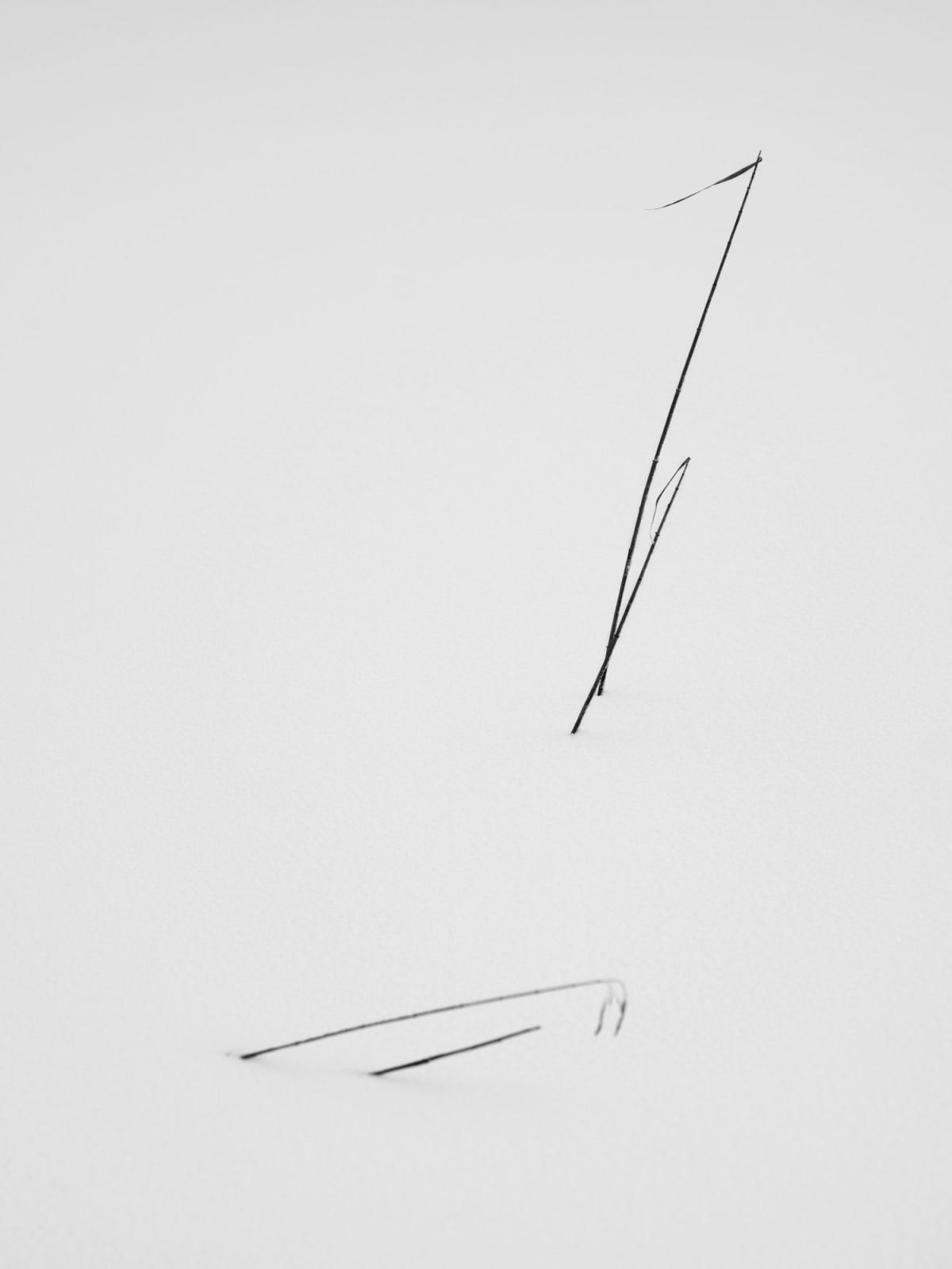 Yoshinori Saito | IBASHO
