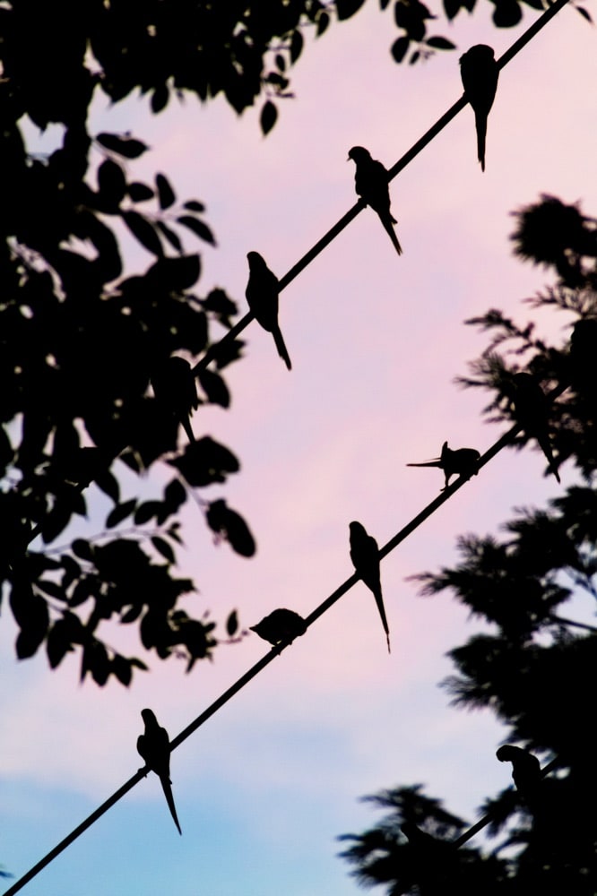 水谷吉法写真集　Yoshinori Mizutani Tokyo Parrots Tokyo Parrots // Yoshinori Mizutani - PHROOM