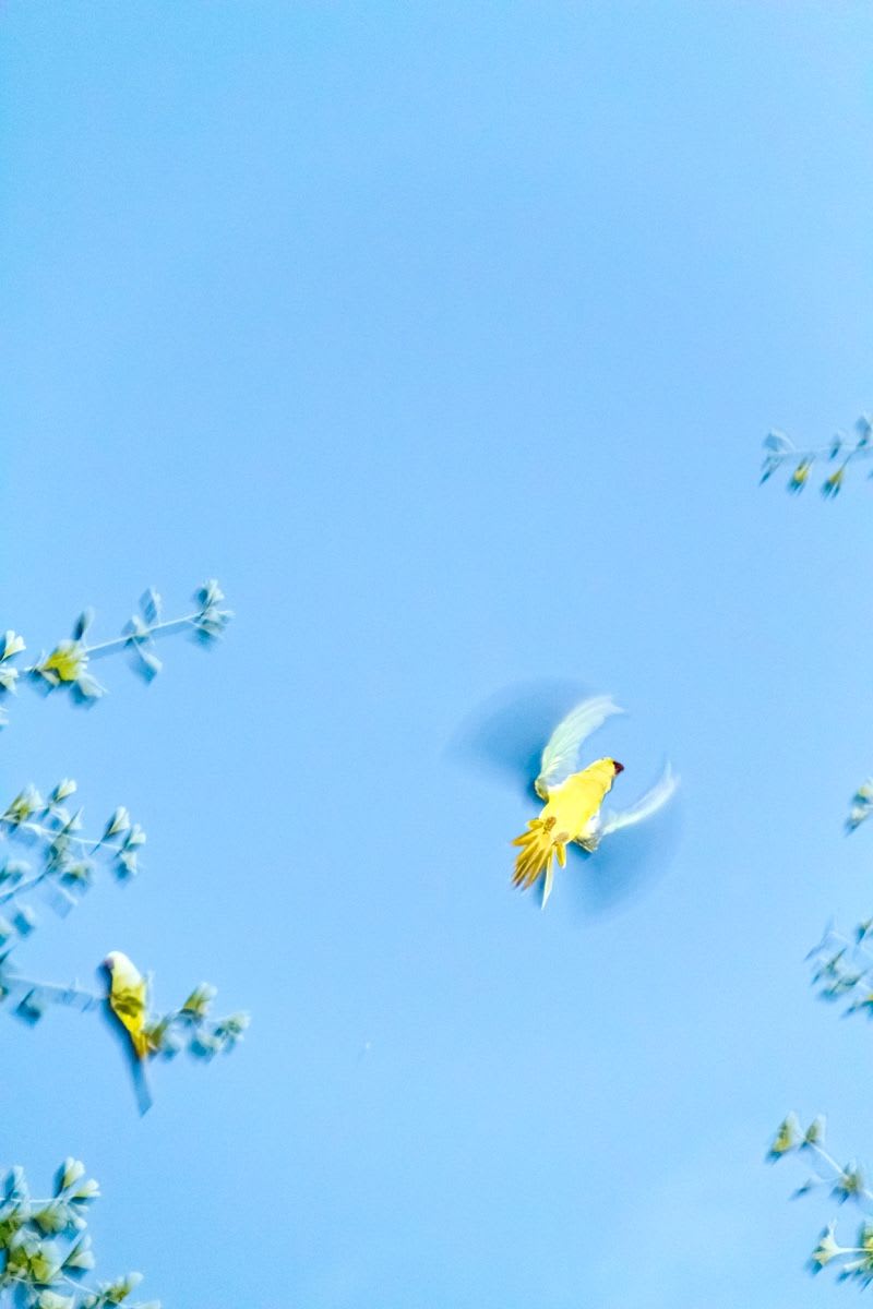水谷吉法写真集　Yoshinori Mizutani Tokyo Parrots Tokyo Parrots - Photographs and text by Yoshinori Mizutani