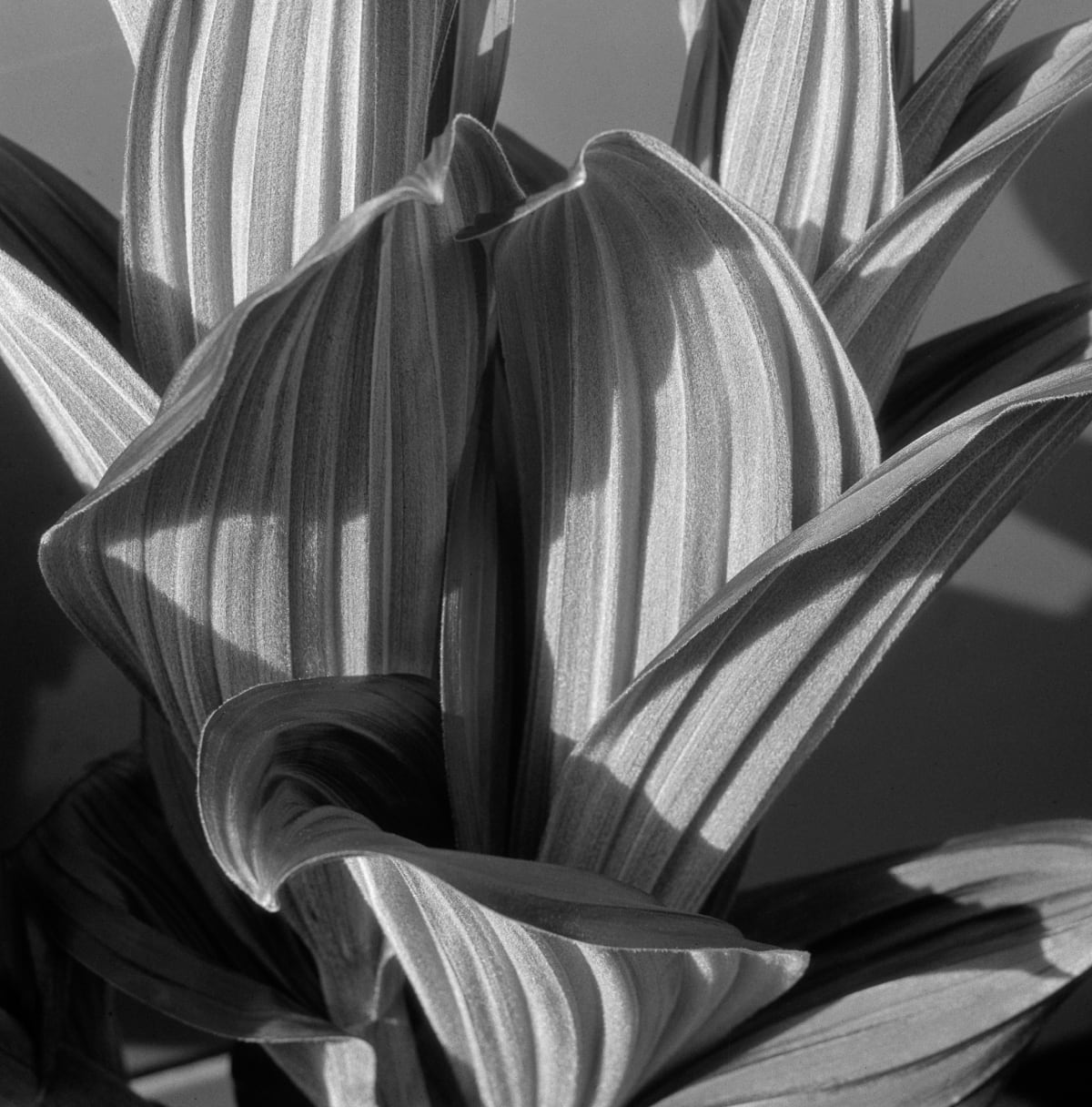 Botanicals | Imogen Cunningham Official Site