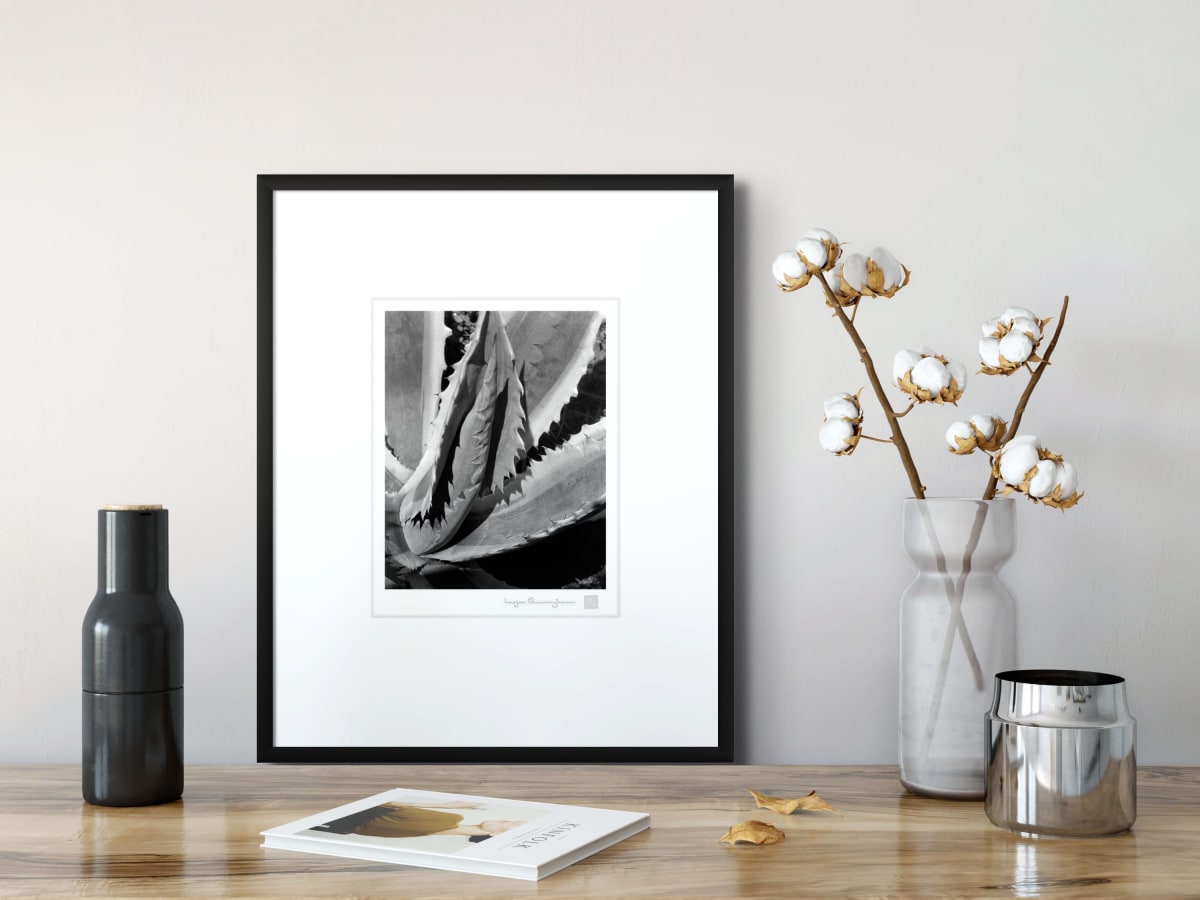 Botanicals | Imogen Cunningham Official Site
