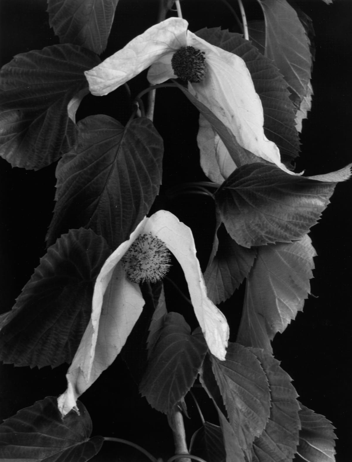 Botanicals | Imogen Cunningham Official Site