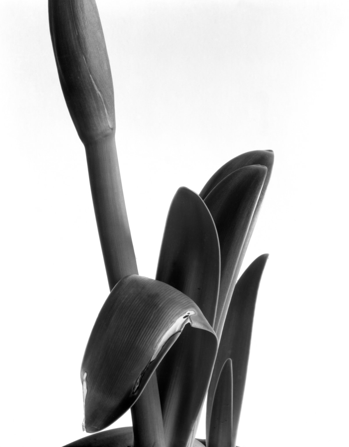 Botanicals | Imogen Cunningham Official Site